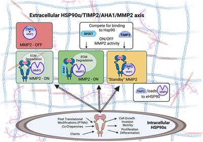 Targeting extracellular Hsp90: A unique frontier against cancer